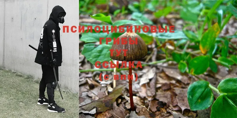 где купить   Ступино  Псилоцибиновые грибы Psilocybe 